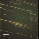 Kinetic model of DNA replication in eucaryotic organisms