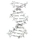 Kinetic model of DNA replication and the looping of semiflexible polymers