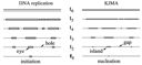 Nucleation and growth in one dimension part II: Application to DNA replication kinetics