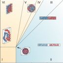 Entropy as the driver of chromosome segregation.